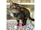 Adopt GIDEON a Domestic Short Hair