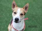 Adopt IROH a Mixed Breed