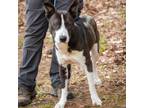 Adopt HARVEY-28634 a Pit Bull Terrier, Border Collie