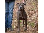 Adopt GILLIAM-28613 a Pit Bull Terrier