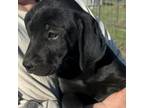 Adopt Max a Mountain Cur, Black Labrador Retriever