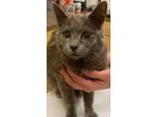 Adopt PASQUALE a Domestic Short Hair