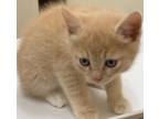 Adopt SPECKLE a Domestic Short Hair