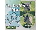 Adopt Muffin Man a Mixed Breed