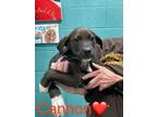 Adopt Cannon a Husky, Mixed Breed