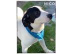 Adopt Nico a Great Pyrenees, Pit Bull Terrier