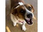 Adopt Pearl Jam PJ a Basset Hound, Beagle