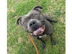 Adopt Switch a Pit Bull Terrier, Mixed Breed
