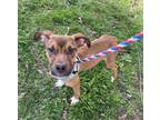 Adopt Pantheon a Terrier, Mixed Breed