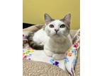 Adopt Dr. Godwin Baxter a Domestic Short Hair