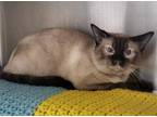 Adopt Riley a Siamese