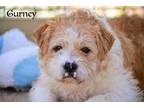 Adopt Gurney a Shih Tzu