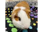 Adopt Buster Brown A196434 a Guinea Pig