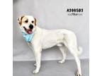 Adopt WILDER a Great Pyrenees, Mixed Breed
