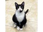 Adopt Skip a Domestic Short Hair