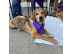 Adopt Fritz a Hound, Catahoula Leopard Dog