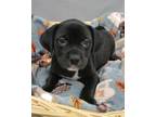 Adopt Luann a Labrador Retriever