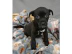 Adopt Maya a Labrador Retriever