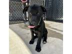 Adopt Conner a Black Labrador Retriever, German Shepherd Dog
