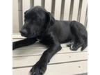 Adopt Austin a Black Labrador Retriever, German Shepherd Dog