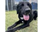 Adopt Hendrix a Black Labrador Retriever