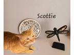 Adopt Scottie #big-boy a Tabby