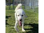 Adopt Burke a Great Pyrenees, Mixed Breed