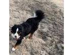 Bernese Mountain Dog Puppy for sale in Manchester, KY, USA