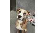 Adopt NASHER a Pit Bull Terrier
