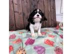 Cavalier King Charles Spaniel Puppy for sale in Lebanon, MO, USA