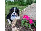 Cavalier King Charles Spaniel Puppy for sale in Lebanon, MO, USA