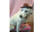 Adopt Cowboy a Great Pyrenees