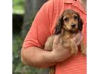 Dachshund Puppy for sale in Tampa, FL, USA