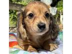 Dachshund Puppy for sale in Tampa, FL, USA