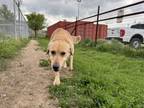 Adopt Bruno a Golden Retriever, Mixed Breed