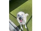 Adopt 55575630 a Great Pyrenees, Mixed Breed