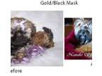 Gold Black Mask