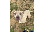 Adopt Dexter/ Diamond a American Staffordshire Terrier, Mixed Breed