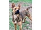 Adopt Murphy a Shepherd, Terrier