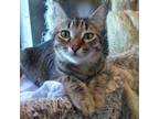 Adopt Patty a Tabby