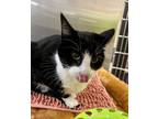 Adopt Julius a Domestic Short Hair