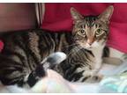 Adopt Sox a Domestic Short Hair