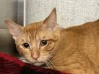 Adopt Cabbage a Domestic Short Hair