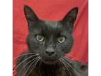 Adopt Beanie a Domestic Short Hair