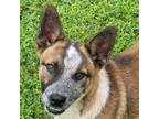 Adopt Kors a Australian Cattle Dog / Blue Heeler, Border Collie