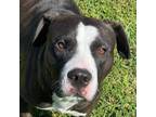 Adopt Bruce a Pit Bull Terrier