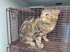 Adopt A620007 a Domestic Short Hair