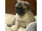 Pug Puppy for sale in Versailles, IN, USA