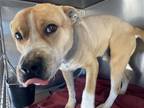 Adopt WILLIS a Pit Bull Terrier, Mixed Breed