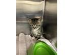 Adopt A110913 a Domestic Short Hair